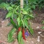 quelques piments