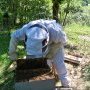 Prélèvement du premier cadre avec ses abeilles