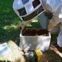 Implantation des abeilles dans la ruchette