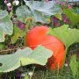 Une courge au milieu des fleurs