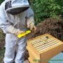 Traitement contre le Varroa