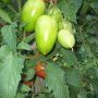 Des tomates roma