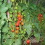 des tomates cerises à croquer telles quelles à l'apéro !