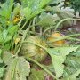Courgettes "Rondes de Nice"