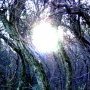 Forest glow