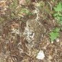 Tiens un crapaud !