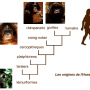 Du singe à l'homme