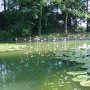 On se croirait à Giverny !