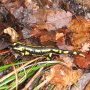 Superbe salamandre