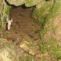 Source du ruisseau de Bessat