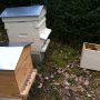 Les abeilles rejoignent la ruche