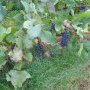 Vue sur les raisins