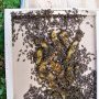 Les abeilles se sont installées sous le couvre cadre
