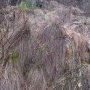 Sous l'herbe, du tuf, mais plus d'eau dans le lit du ruisseau