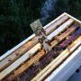 Enlèvement de la languette de traitement anti-varroa