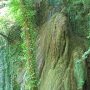 On reconnait la forme caractéristique du haut de la cascade