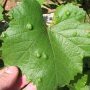 L'érinose ! Boursuflures sur la feuille