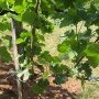 Maigres grappes