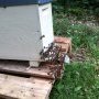 Les abeilles sont à l'étroit dans la ruchette