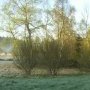 La tourbière du Peuil